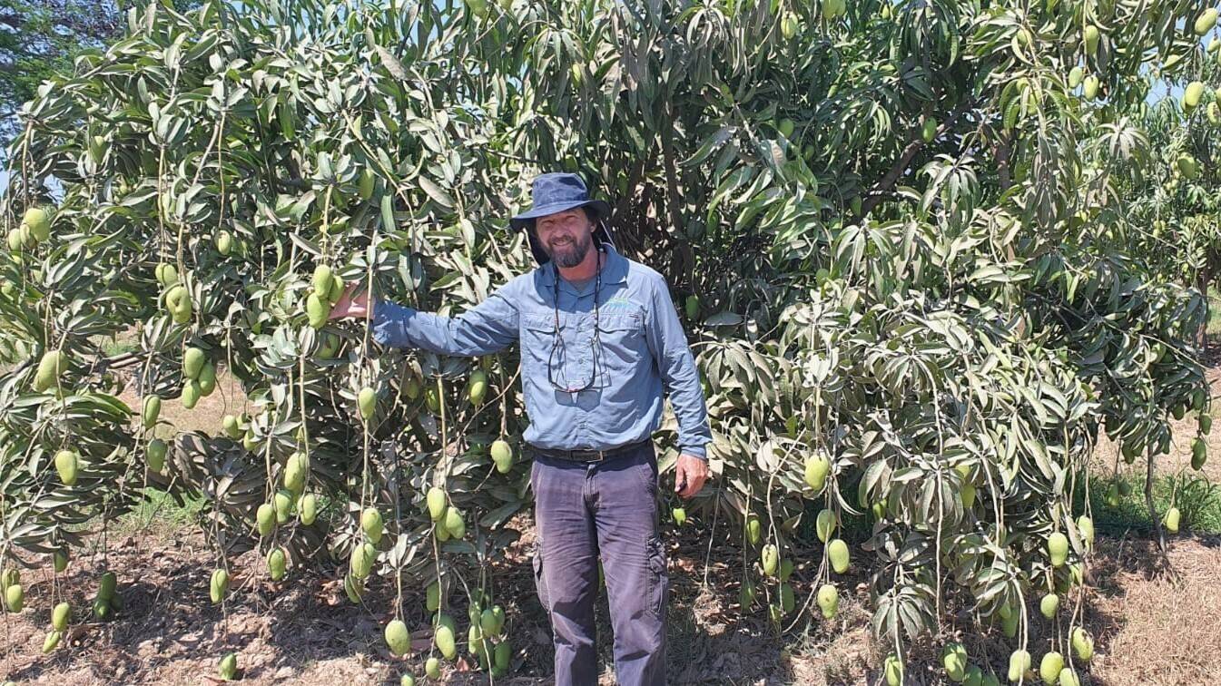 industria-mango-Adolfo-Ataulfo|industria-mango-Adolfo-Ataulfo|industria-mango-Adolfo-Ataulfo